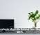 Houseplants Might Be Behind Your Sluggish Wi-Fi